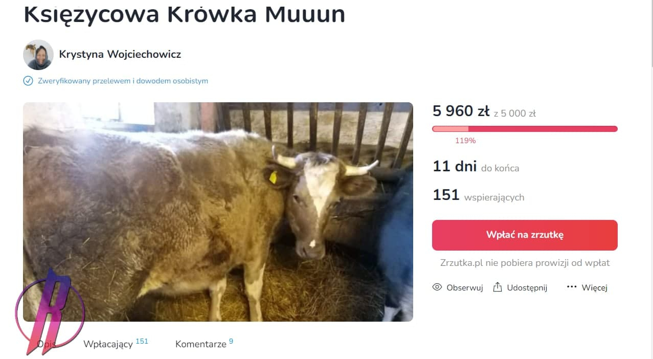 Польские ЛГБТ-активисты спасли корову-трансгендера