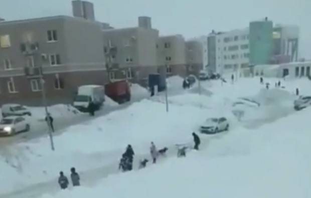 В крупных городах России бродячие собаки нападают на детей