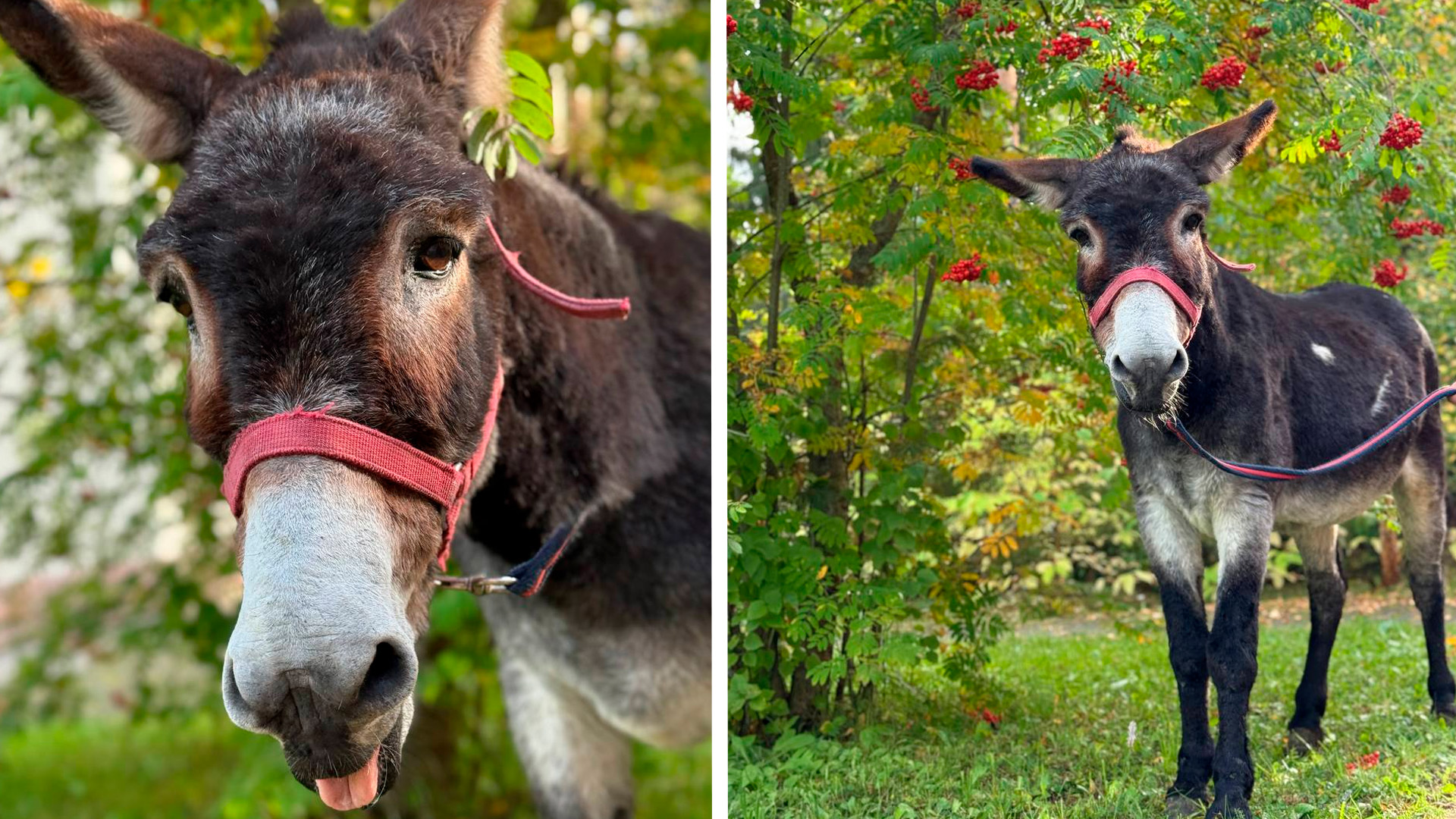 Филиал Московского зоопарка взял под опеку ослика, помогавшего бойцам на СВО