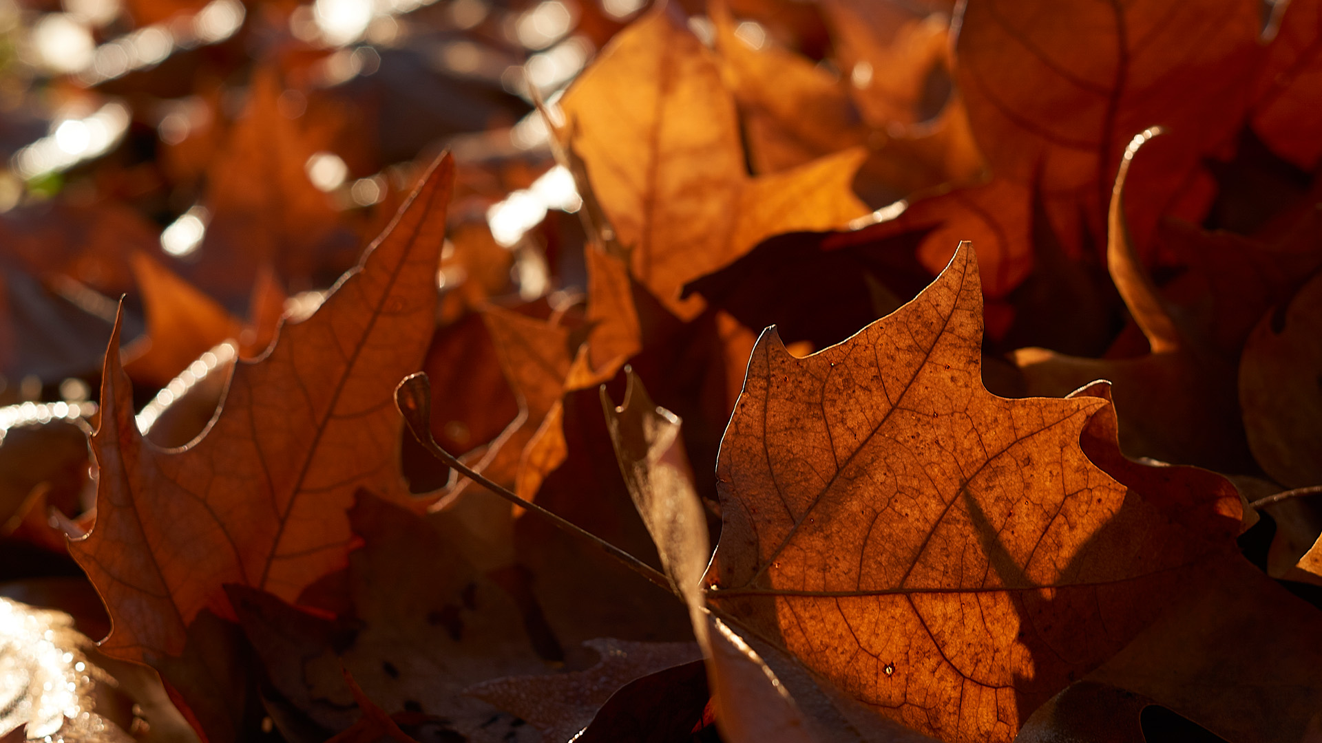 Москвичам пообещали скорое резкое похолодание, но довольно теплый октябрь