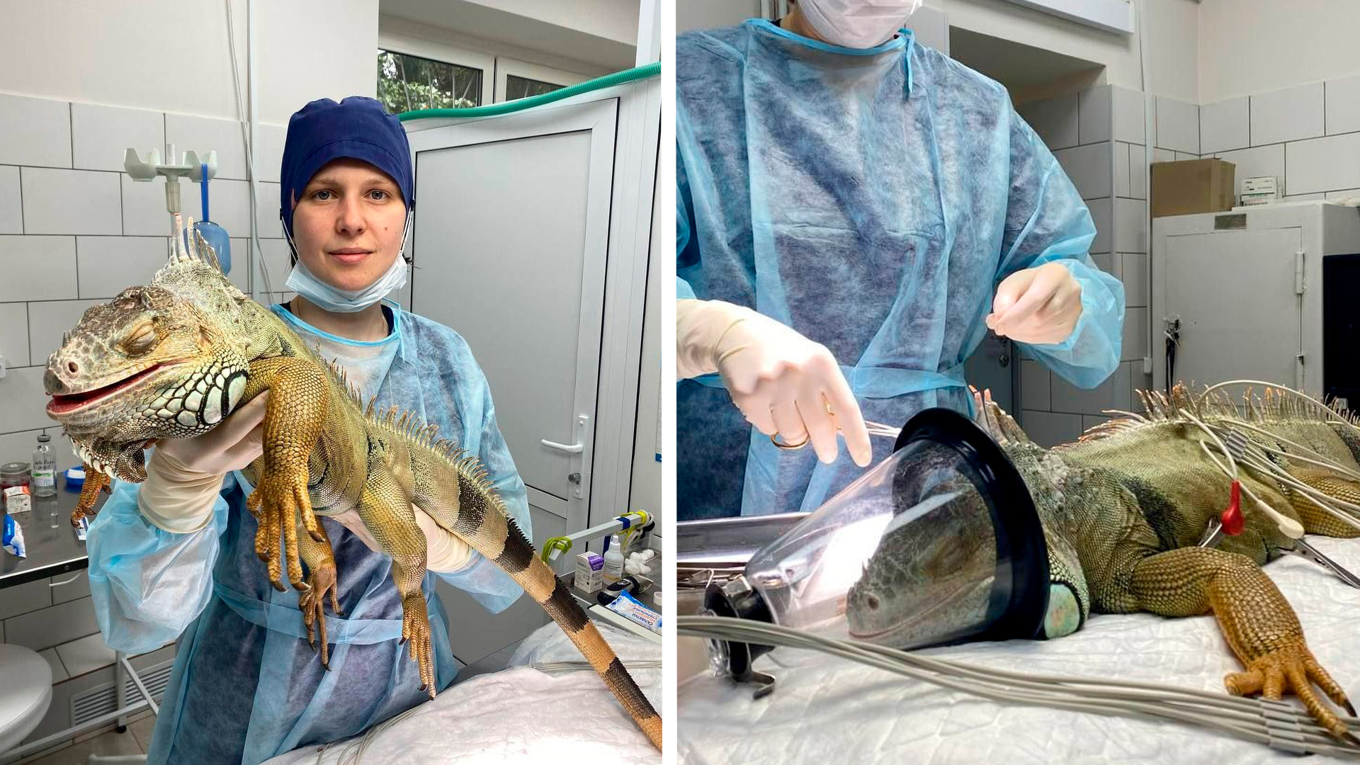 Столичные ветеринары прооперировали игуану, пострадавшую в «зеркальном бою»