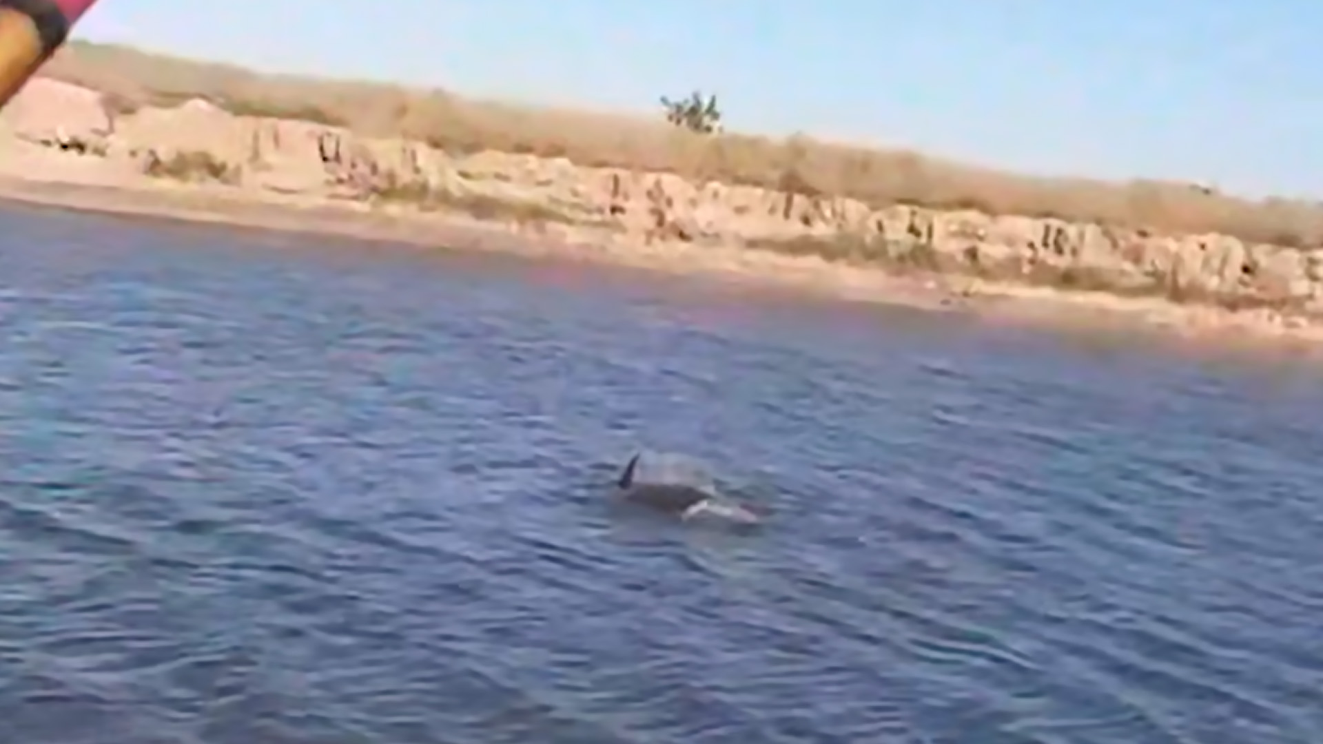 Пьяные рыбаки поймали на удочку краснокнижного дельфина