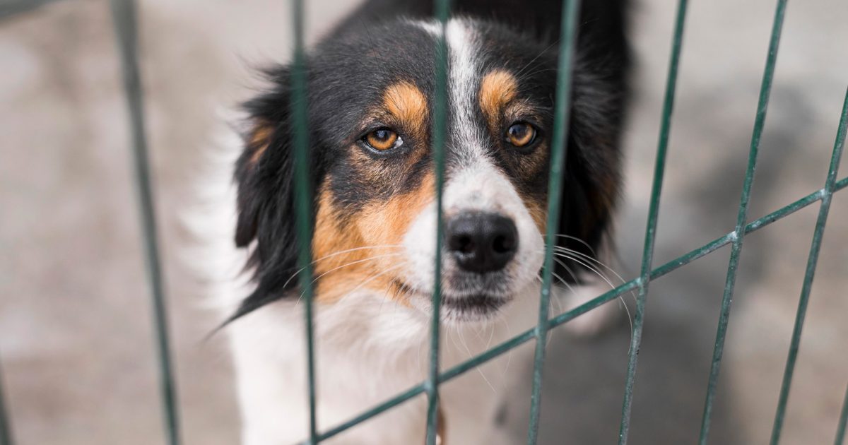 Владелицам подмосковной передержки предрекли до 5 лет тюрьмы