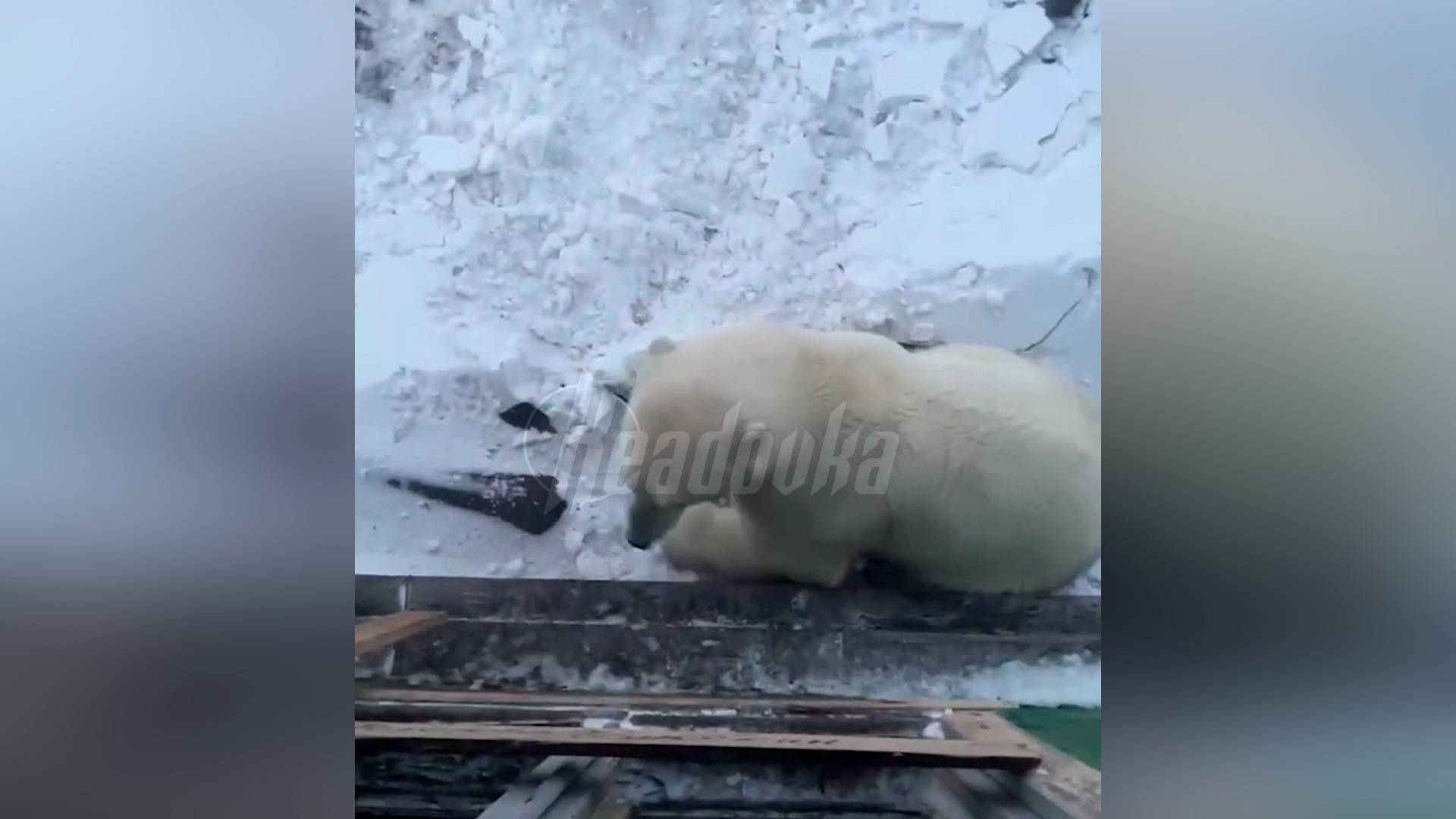 Белый медведь ворвался в дом к полярникам