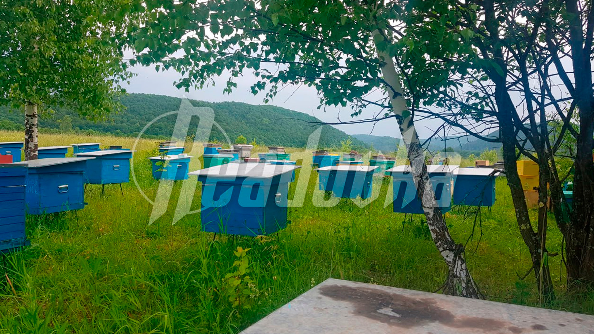 Из-за действий местных чиновников башкирский пчеловод потерял свой бизнес