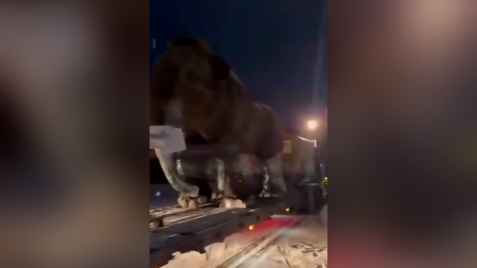 Мамонт настиг жителей Иркутска прямо на трассе