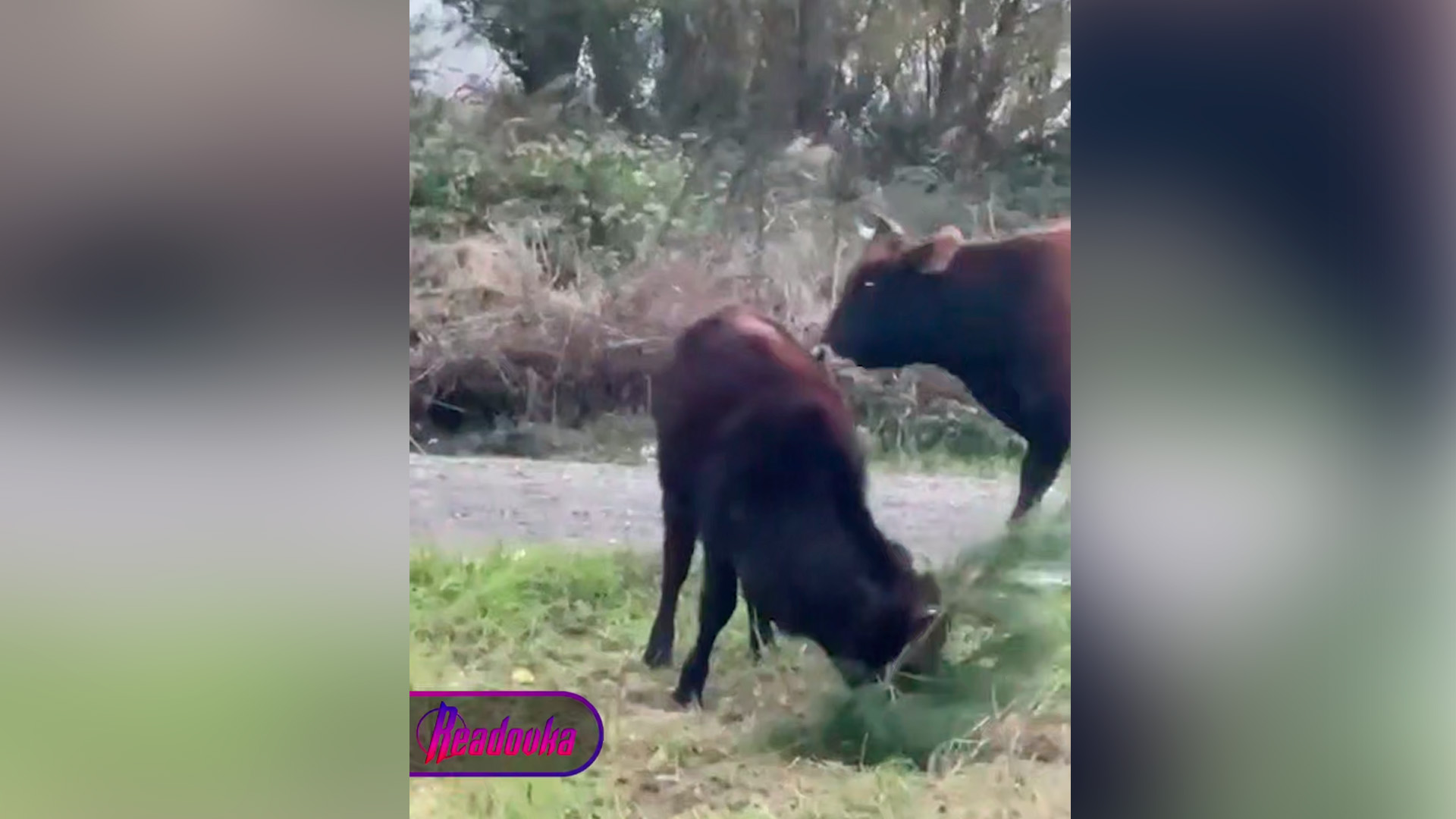 Дерзкие коровы «отжали» у жителей Махачкалы парк в центре города