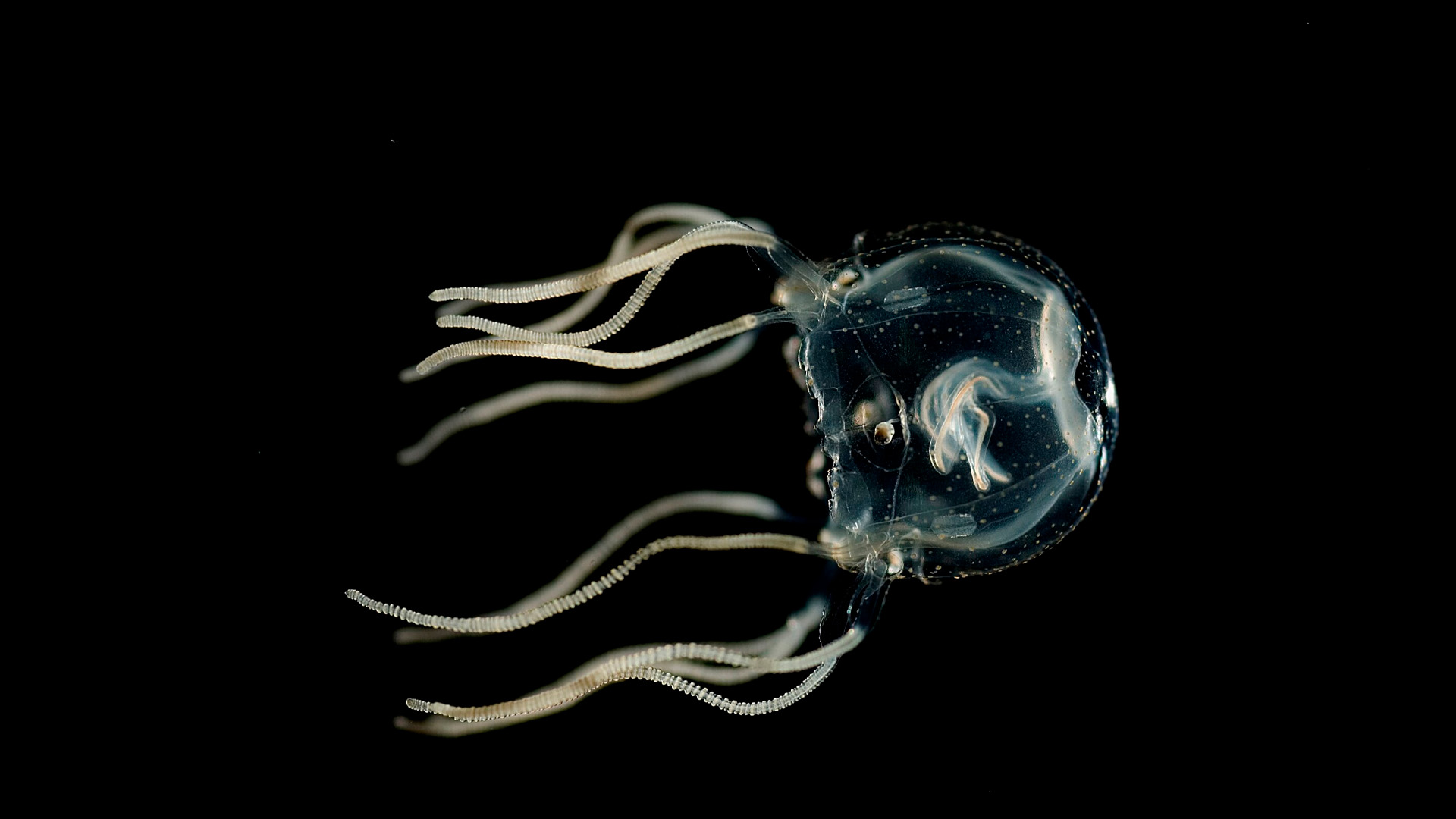 Двухлетний мальчик умер от укуса медузы в Малайзии