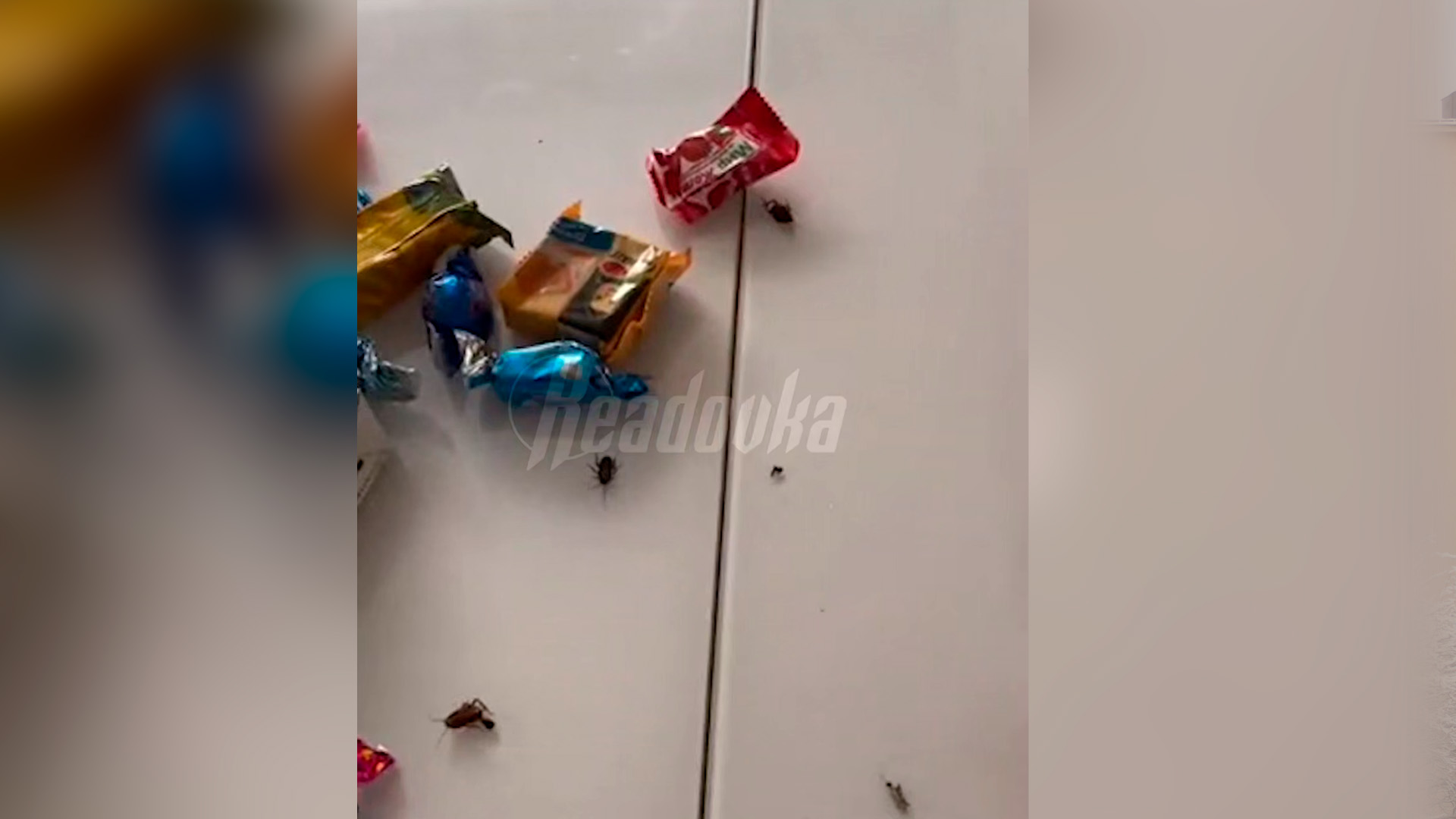 Сладкий набор с тараканами вручили девочке в детском саду Анапы