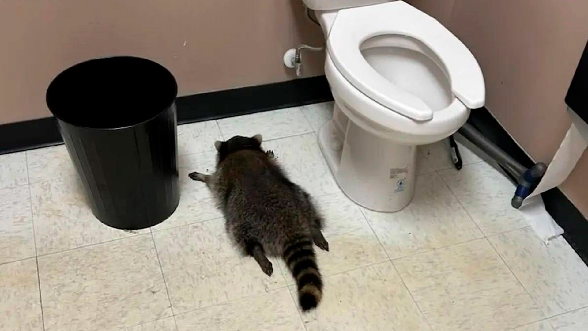 Пьяный енот разгромил алкомаркет и вырубился в туалете в Вирджинии