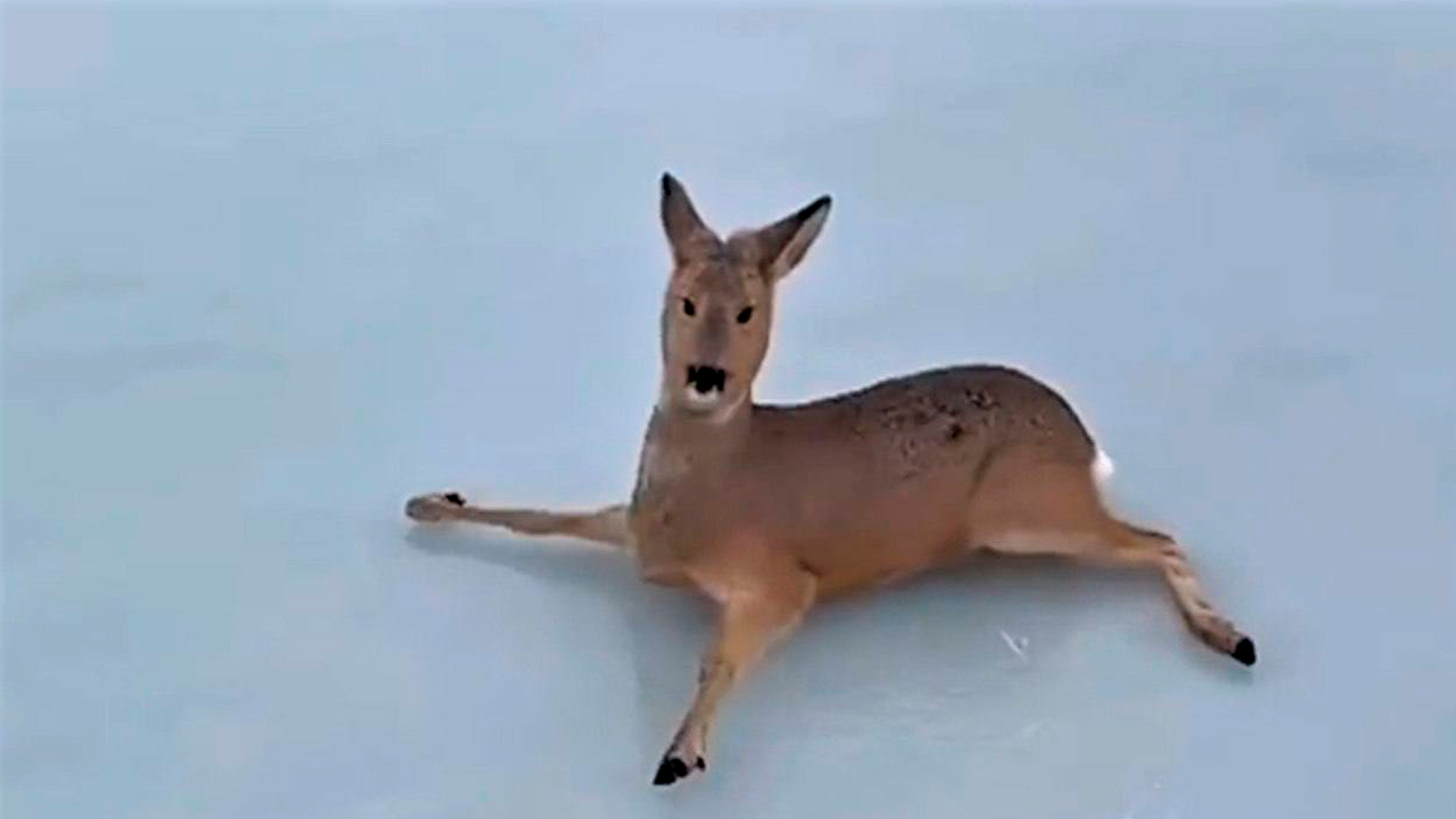 Двое смельчаков спасли косуль из ледяного плена в Новосибирской области