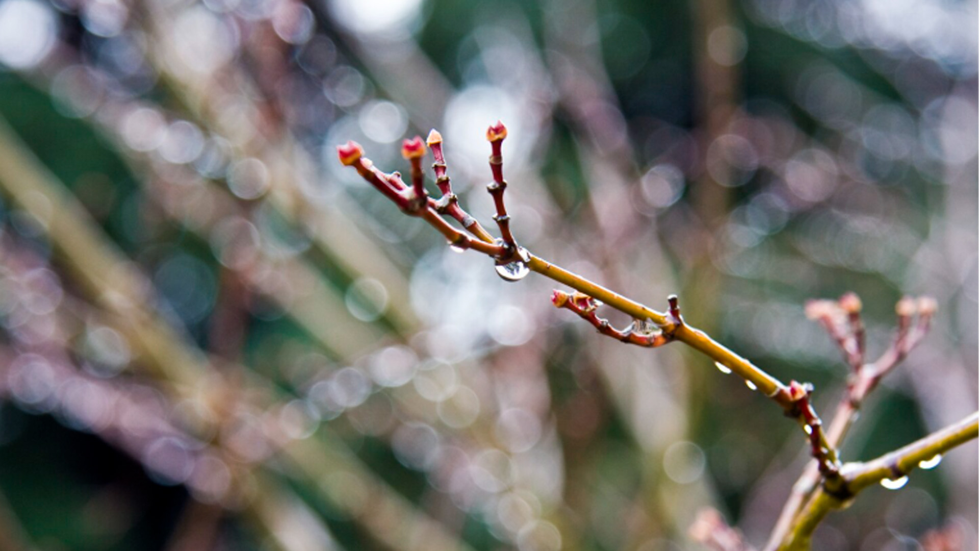 Как необычные погодные условия декабря могут повлиять на растения, объяснил агроном