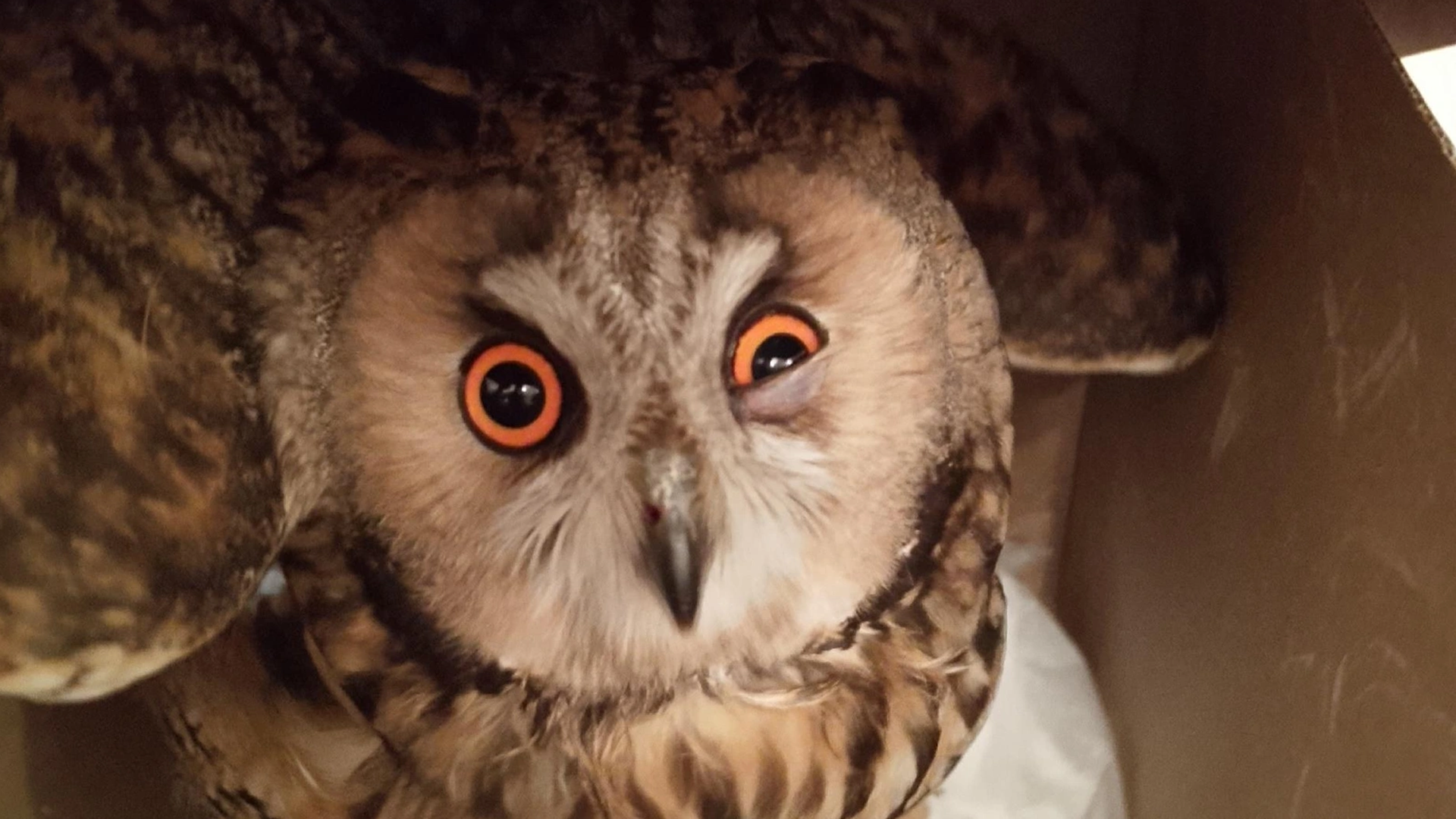 В Нижнем Новгороде нашли раненую сову