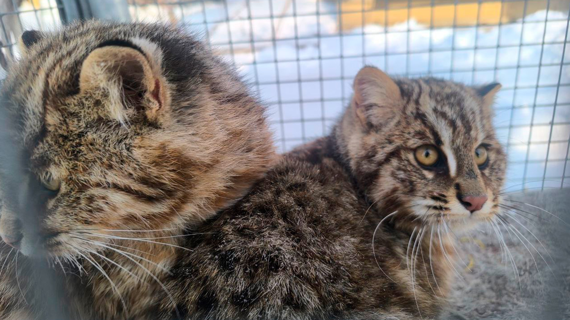 Двух краснокнижных котят отловили в Приморье