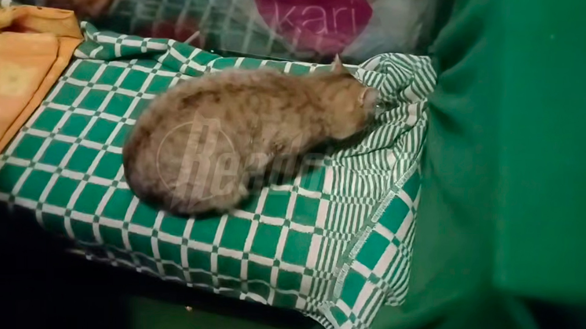 Бродячий кот сам пришел в приют в Красноярске в канун Рождества