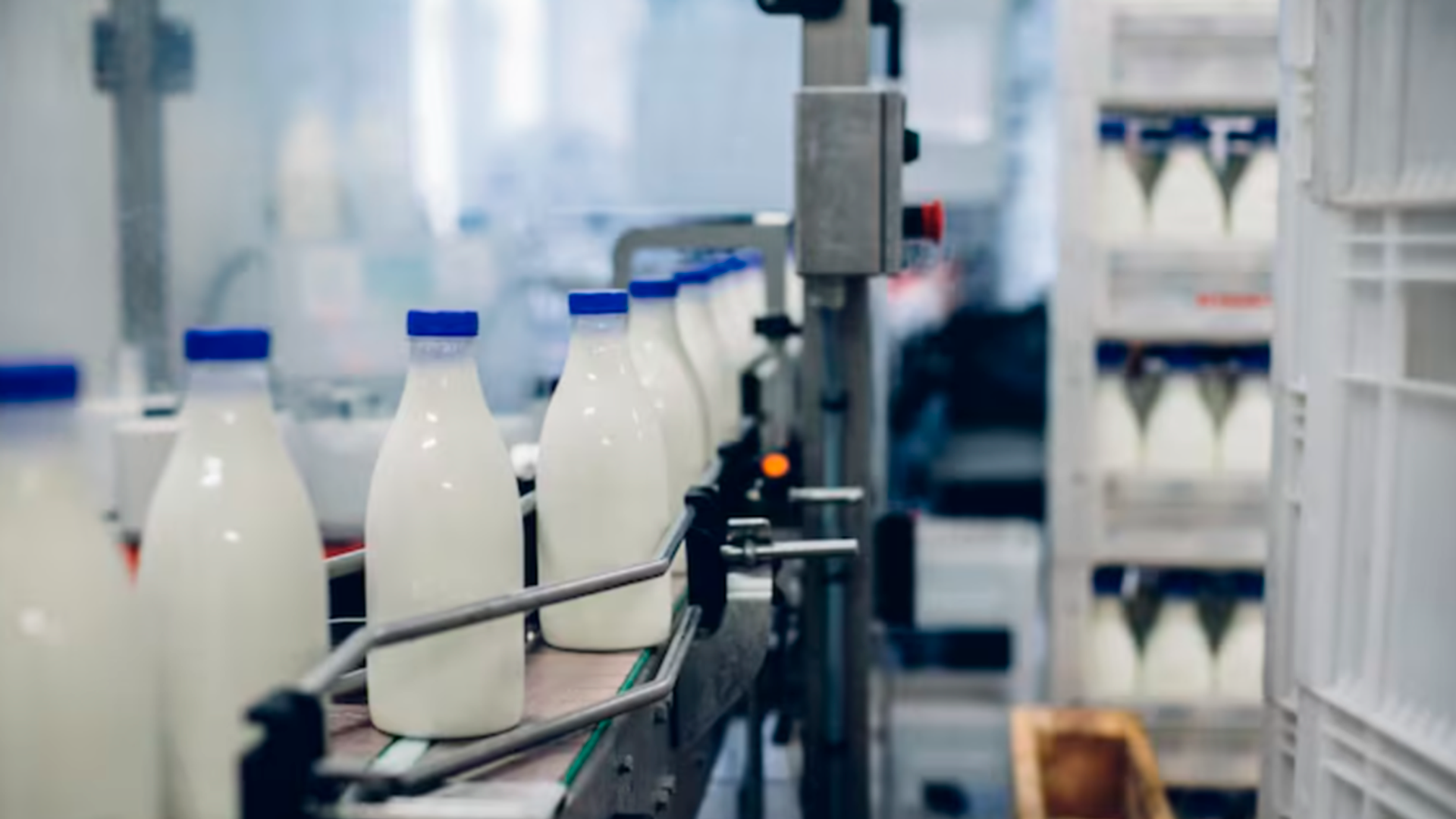 Свердловские фермеры вылили тонны молока из-за отказа завода принимать продукцию