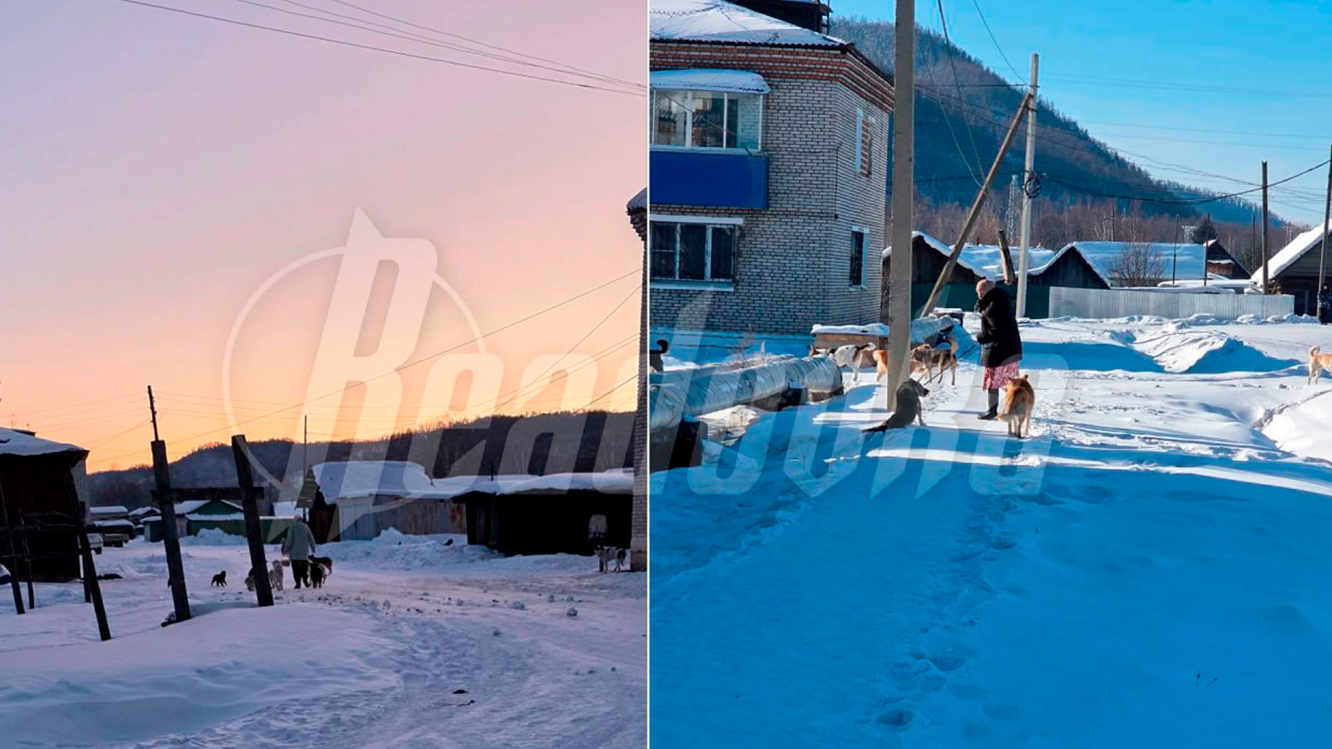 Стаи собак захватили поселок в Хабаровском крае