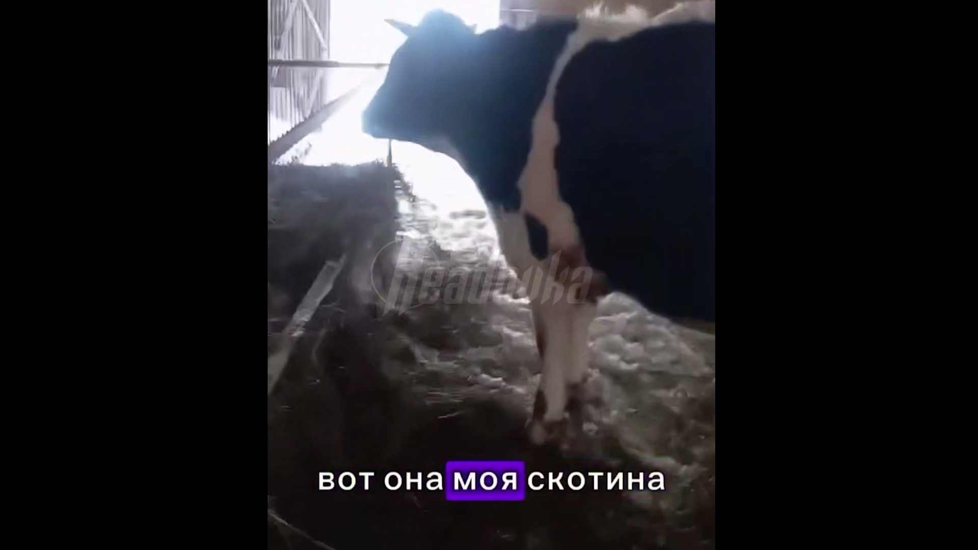 Житель новосибирской Козихи заявил о готовности сесть в тюрьму, но не дать убить скот