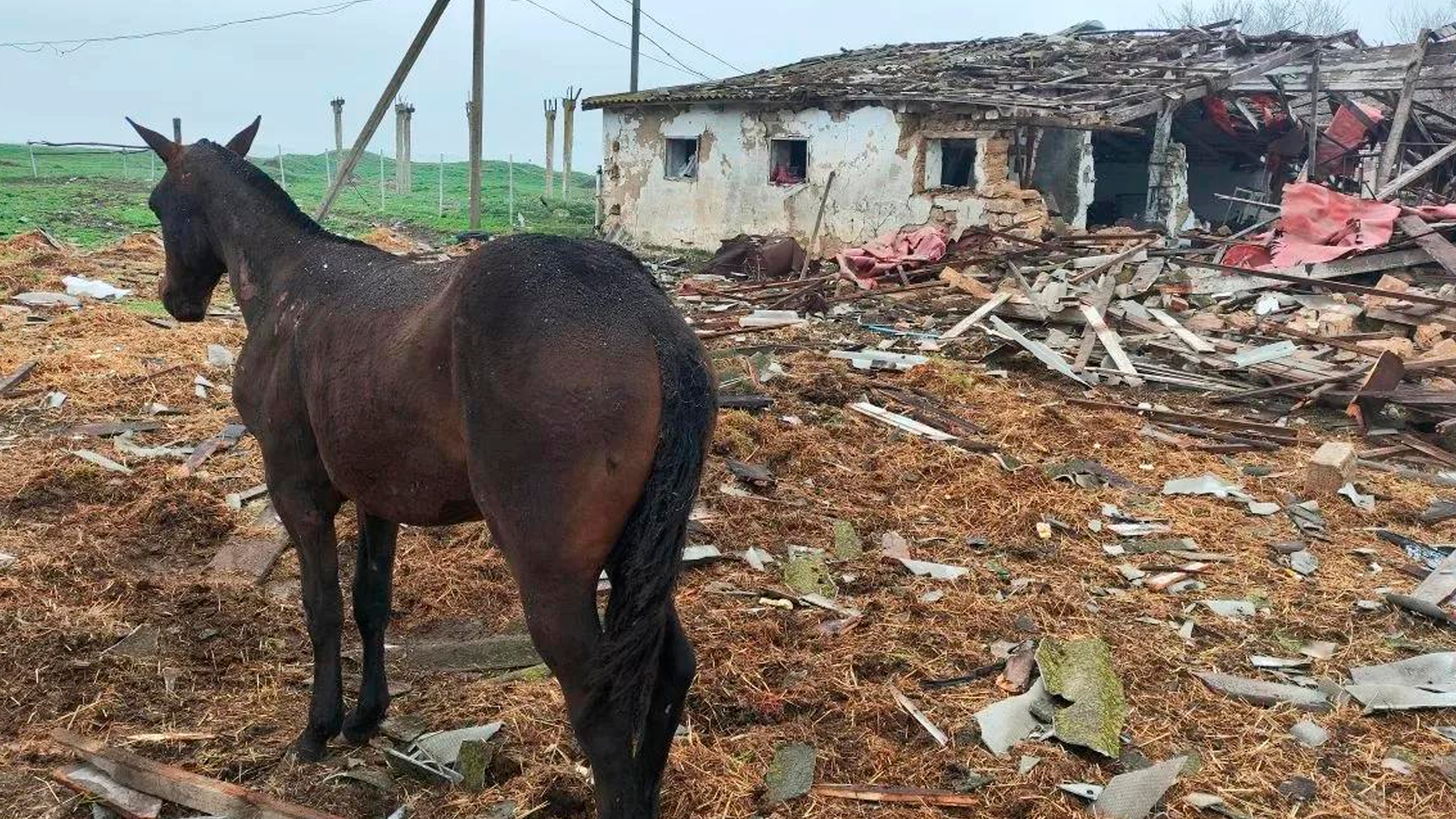 Украинские БПЛА атаковали конную ферму в Запорожской области