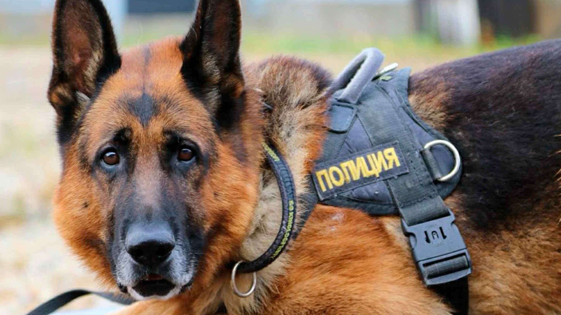 К поискам пропавшей в Поморье школьницы привлекли дроны и кинологов