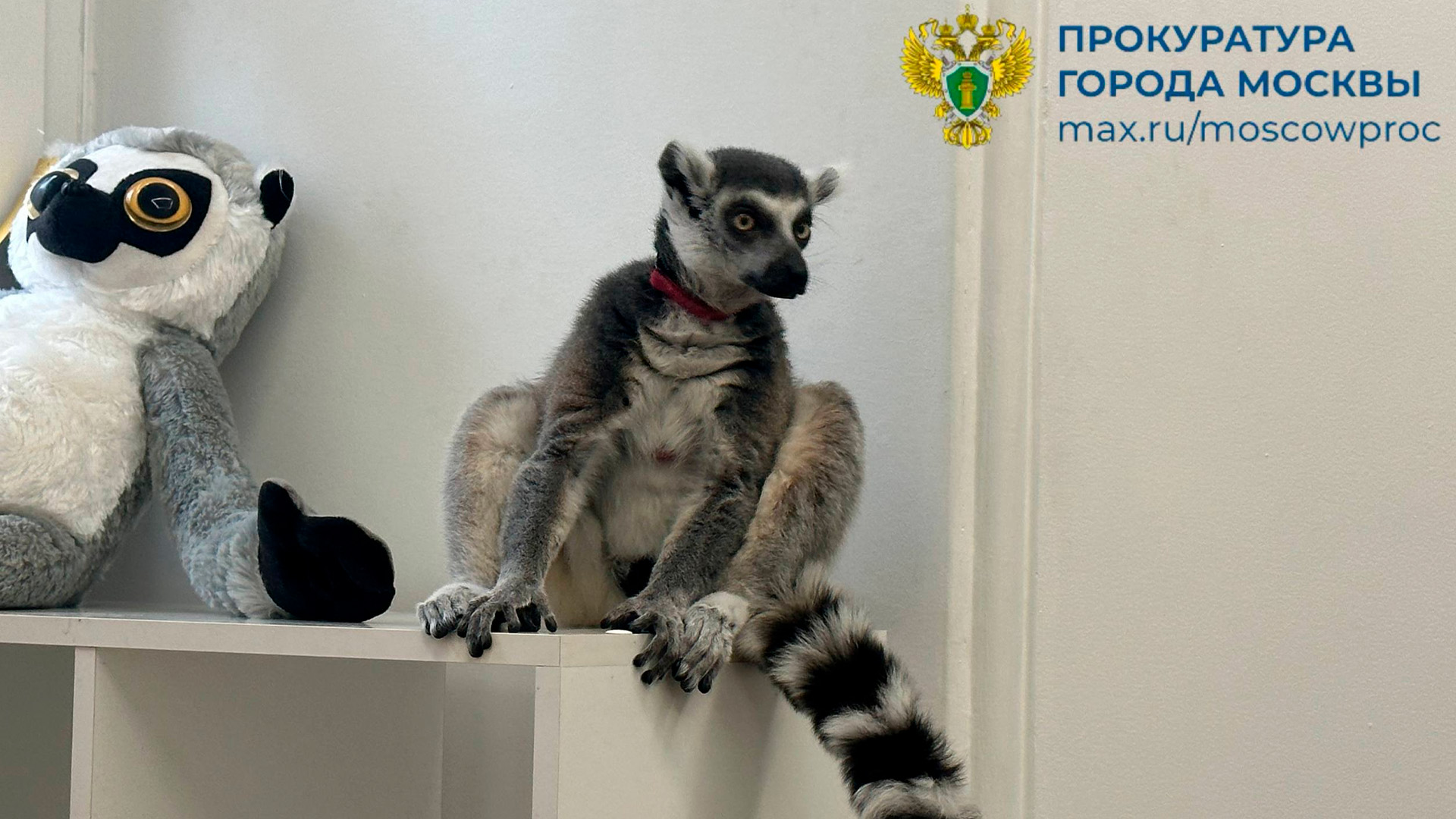 Кошачьего лемура изъяли из московского антикафе