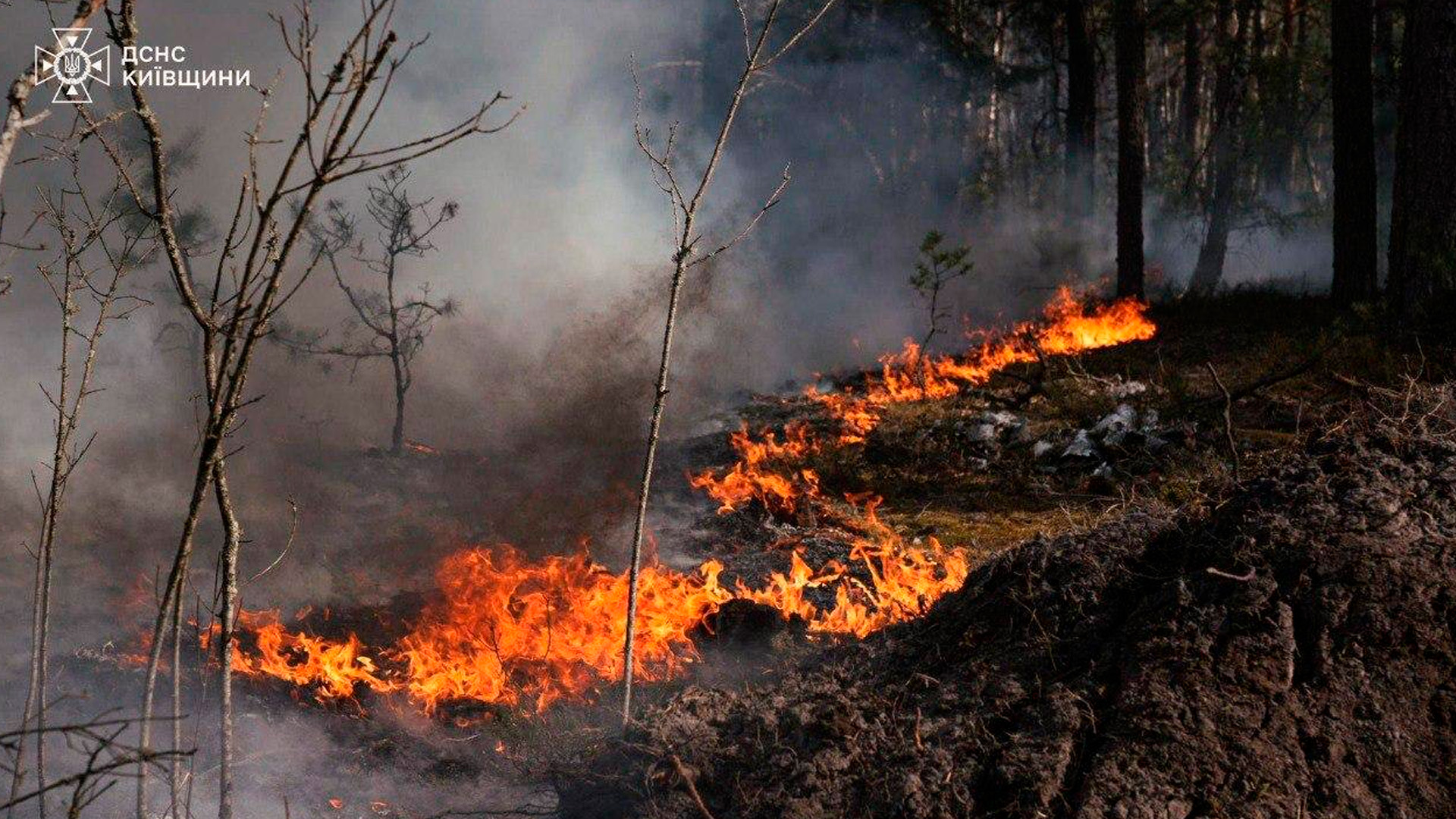Более 1,1 тыс га леса загорелись в Чернобыльской зоне отчуждения