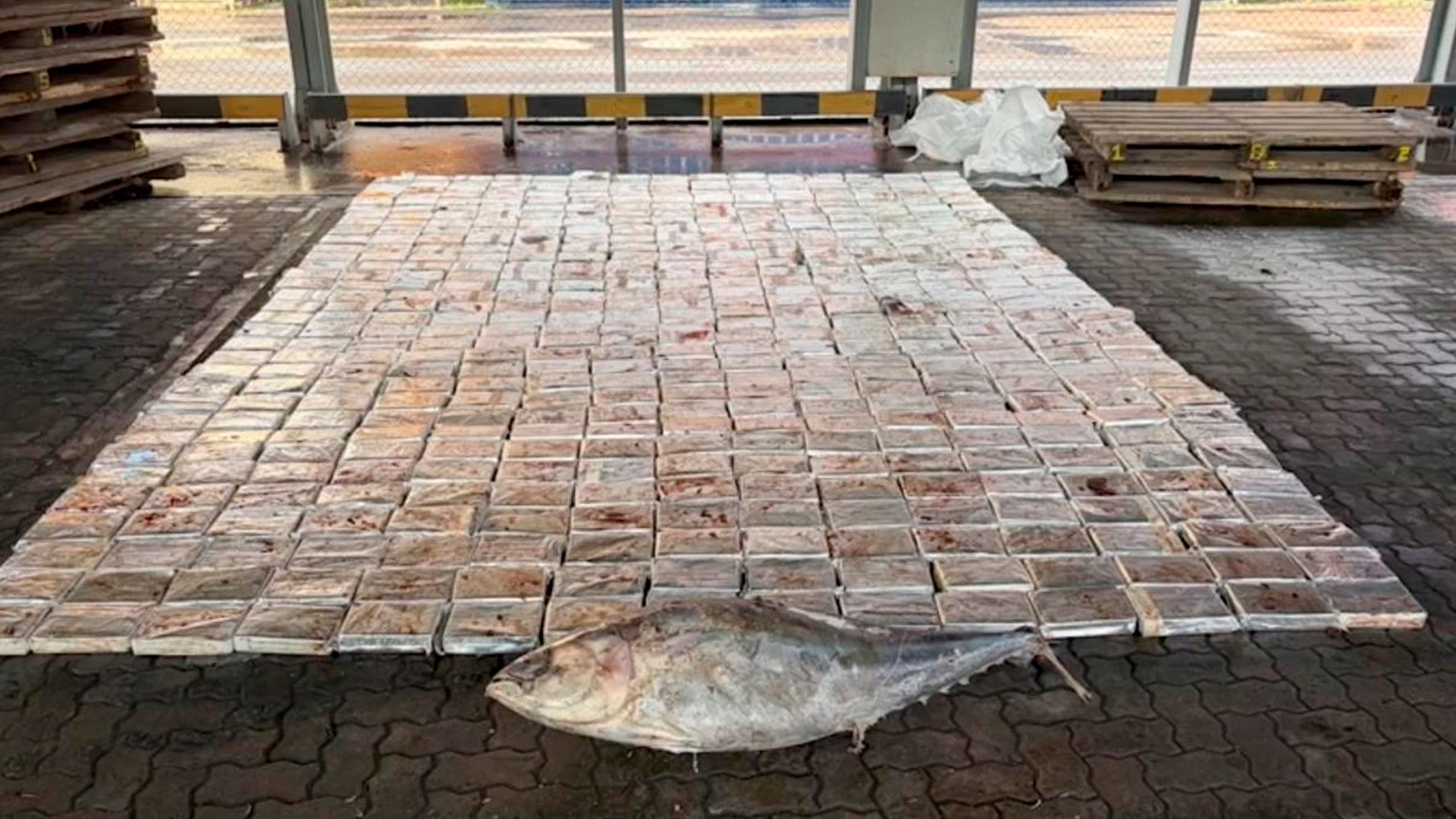 Полтонны кокаина нашли в тушах тунца в морском порту Петербурга