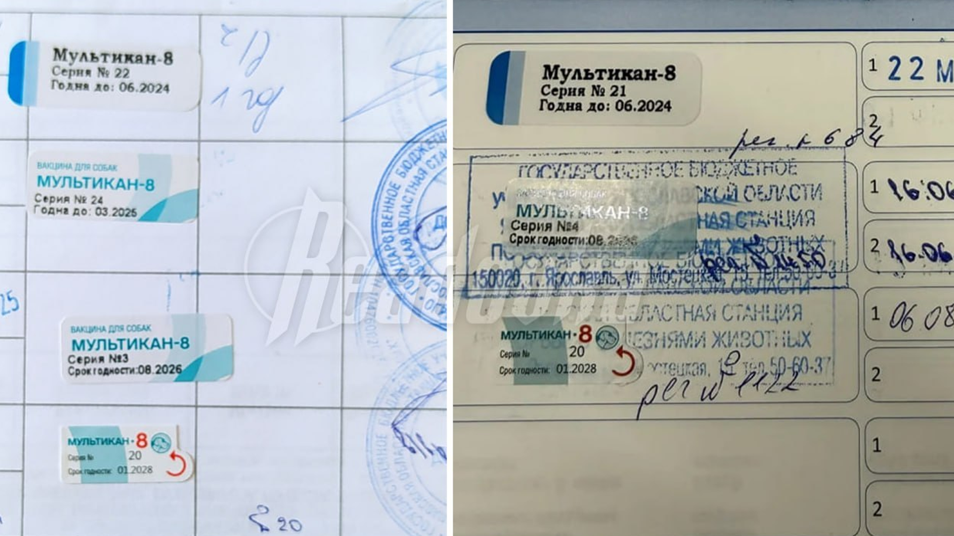 Россельхознадзор намерен проверить качество и условия хранения известной вакцины для собак