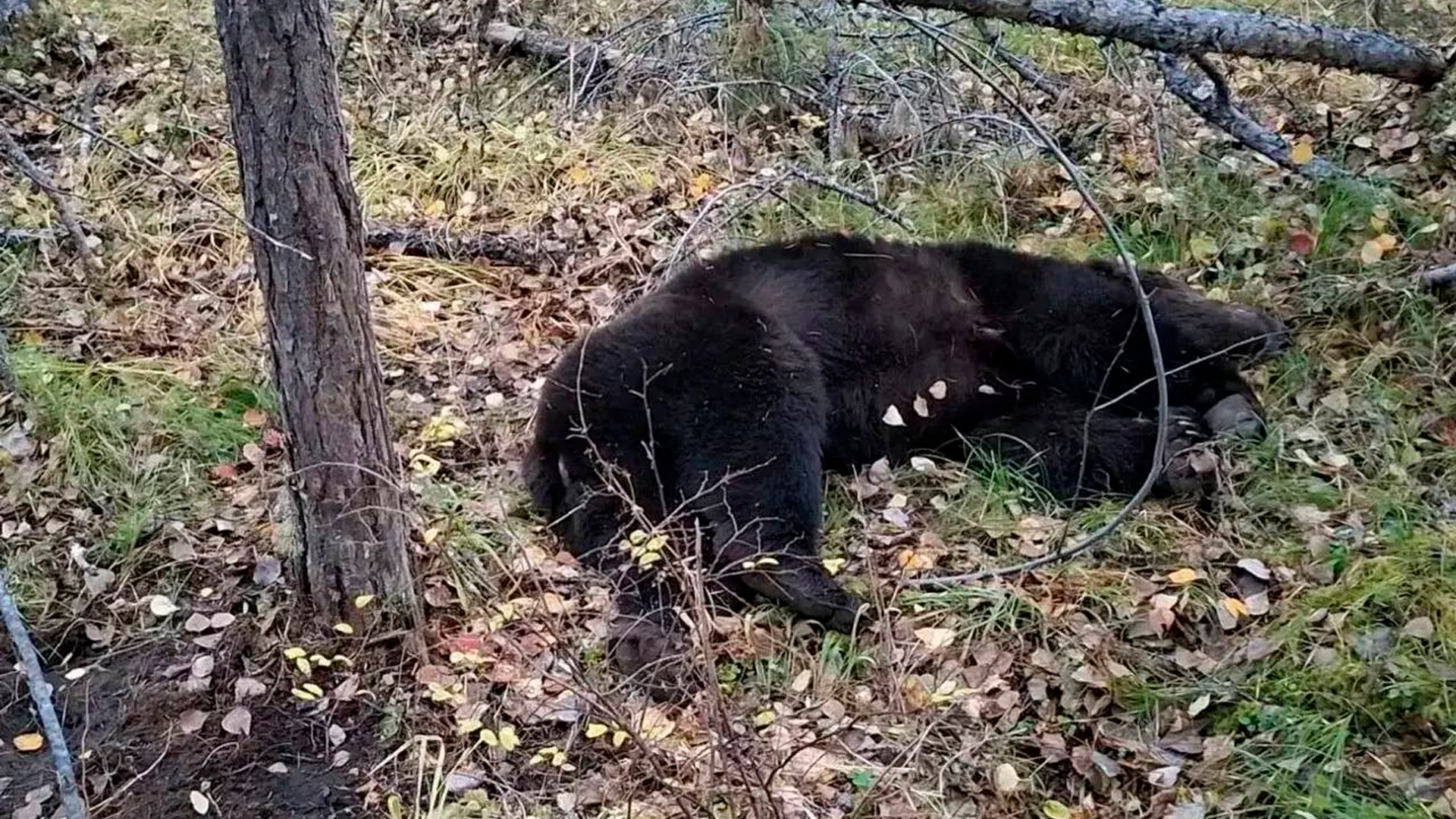 В Иркутской области медведи убили двух человек